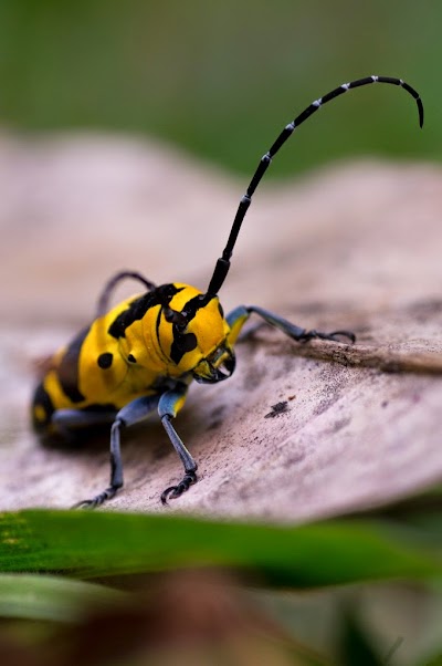 Photos of Marojejy Nature Reserve