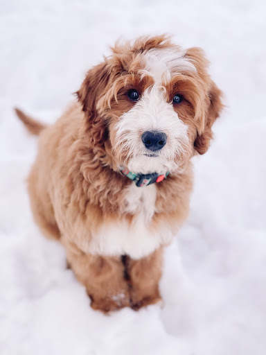 Puppy Steps Training - Thumbnail