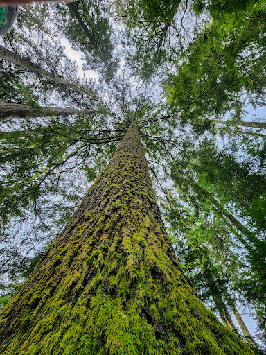 Canyon Lake Community Forest - Thumbnail