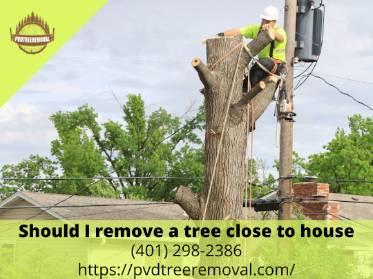 warwick tree service