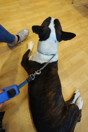 Dierenkliniek Waalre - Thumbnail
