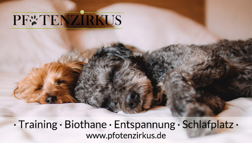 Pfotenzirkus