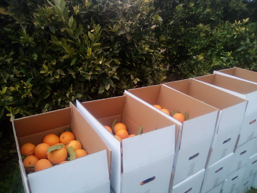 Naranjas del Turia - Thumbnail