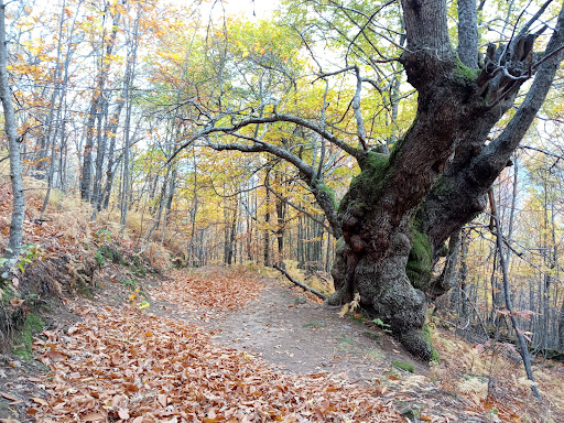 Ruta del Castañar - Thumbnail