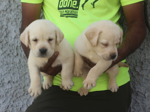 🐶 Quality Labrador male female puppy Available in indore mp 🌍 post image