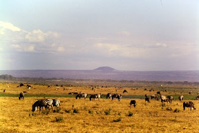 Photos of Maasai Simba Camp