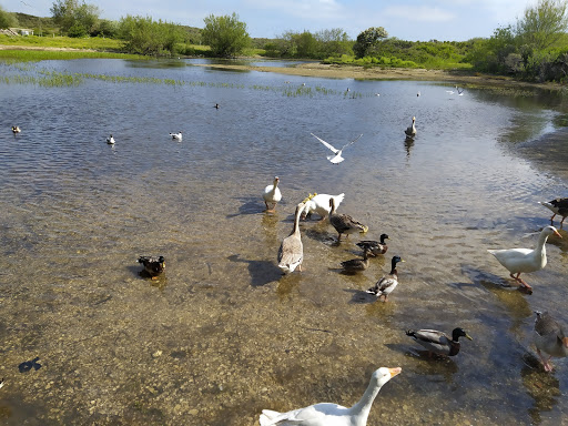 La flaque aux oies - Thumbnail