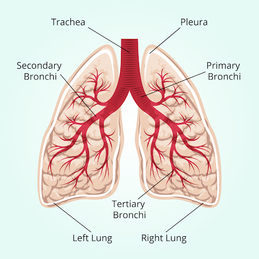 Dr. Ashish Kumar, a recognized expert in Pulmonology/Respiratory Medicine based in Delhi NCR, off…