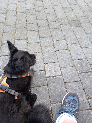 Dr. med. vet. Ingo Schneider - Fachtierarzt für Klein-und Heimtiere - Thumbnail