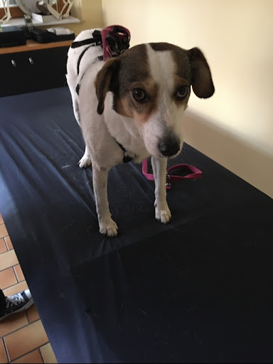 Hundephysio Wannsee - Thumbnail