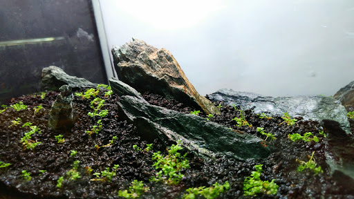 Aquarium Curuá - Thumbnail