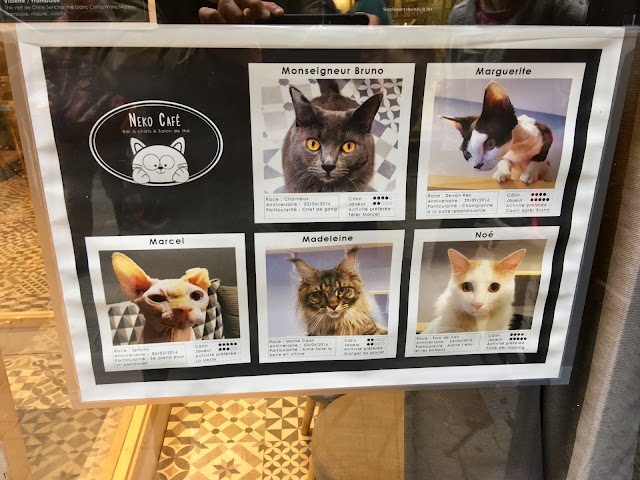 Neko café Bar à chats