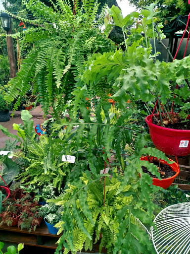 Vivero Madre Selva - Foto 1