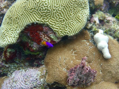 Photos of Aquarius Diving Club Santa Marta