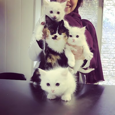 Photos of Iran Pet Clinic