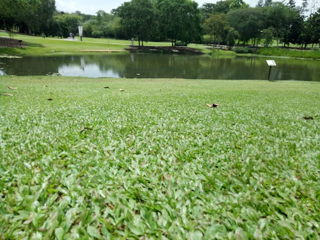 Jardin botanique de Singapour