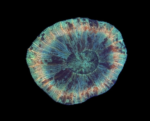 OldSchoolCorals - Thumbnail