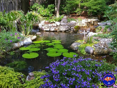 Alabama Aquarium & Pond Services