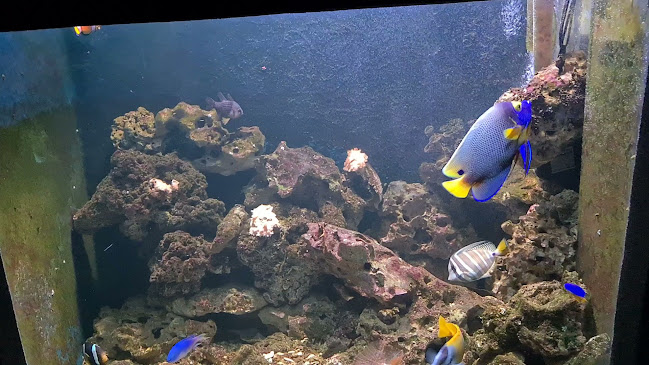 Aquarium Crikvenica - Crikvenica