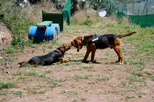 Hotel para perros guarderia canina el jardin de tu mascota