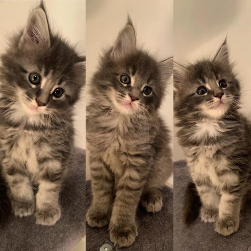 Grey Tuono Maine Coons