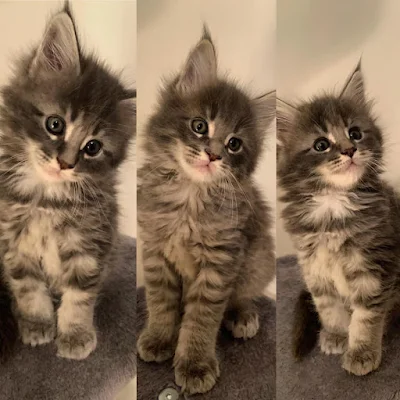 Grey Tuono Maine Coons