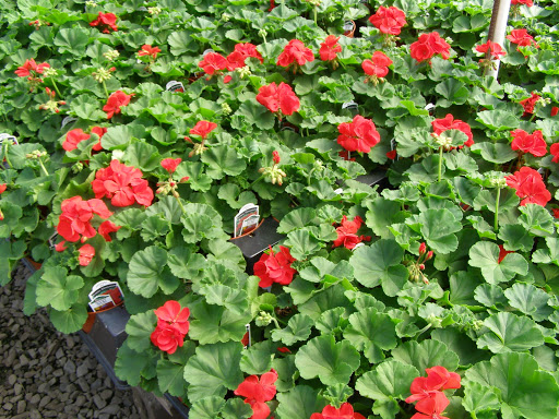 Nee's Flower Market Gallery - United States