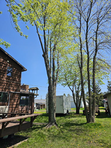 AAA Tree Removal - Thumbnail