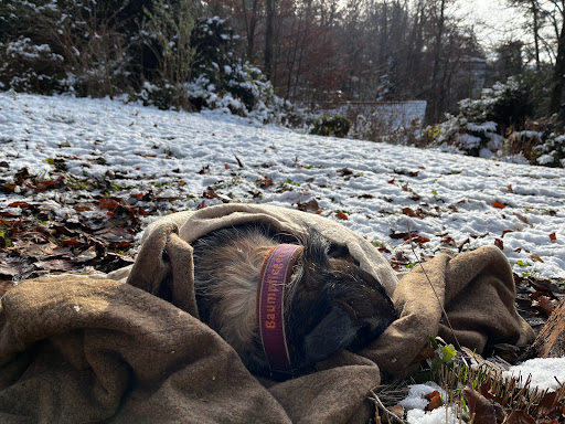 Mensch und Baum Baumpflege - Thumbnail