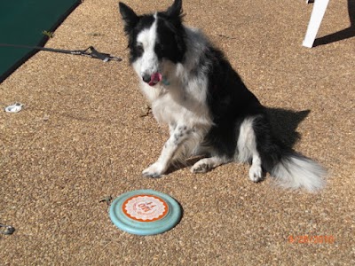 Northwest Rankin Animal Clinic