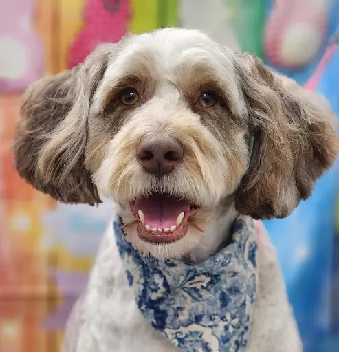 Custom Paws Pet Resort & Spa - Thumbnail