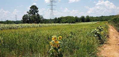 Draper WMA Sunflower Fields