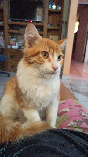 Centro Veterinario Integral Lagos Gallery - Mexico