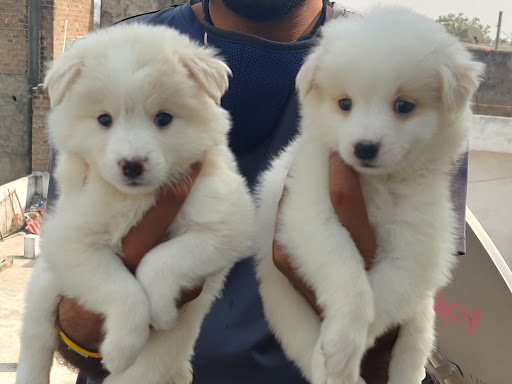 Indian spitz Pomeranian male female puppy Available post image
