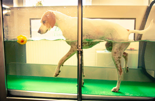 HundePhysiotherapie Carola Peters - Thumbnail