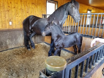Photos of Friesians of Majesty
