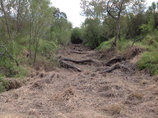 Bentsen-Rio Grande Valley State Park