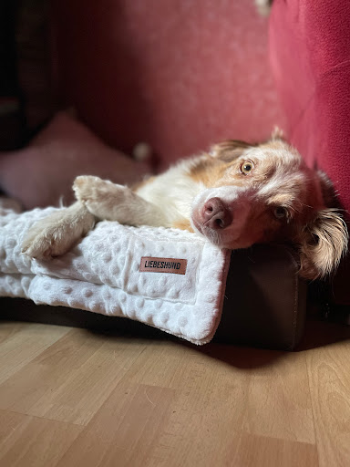 LIEBESHUND - Visual