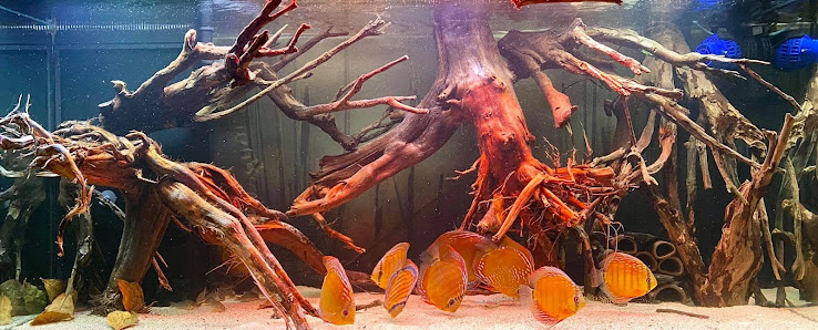 Aquarium Wurzel Paradies Rhienende 8, 29353 Ahnsbeck, Deutschland
