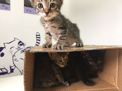 Gatos da Ilha