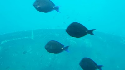 Photos of Antilla Shipwreck