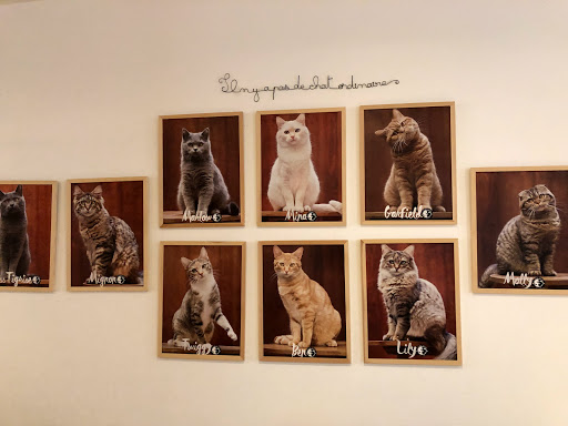 Le Comptoir Des Chats (enfants à partir de 10 ans) - Thumbnail