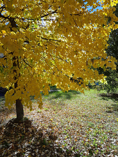 Parco giardino pubblico - Thumbnail