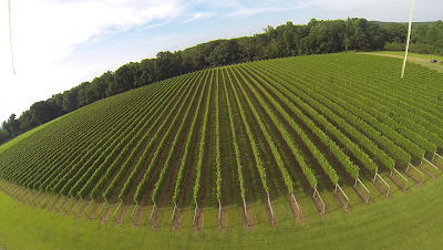 Turkey Point Vineyard Tasting Room