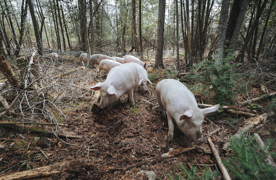 La Ferme des Quatre Temps by null