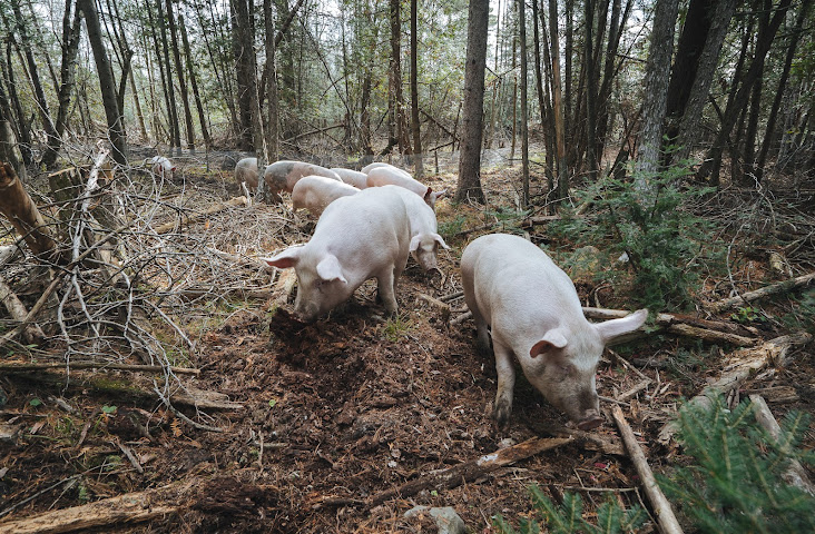 La Ferme des Quatre Temps by null