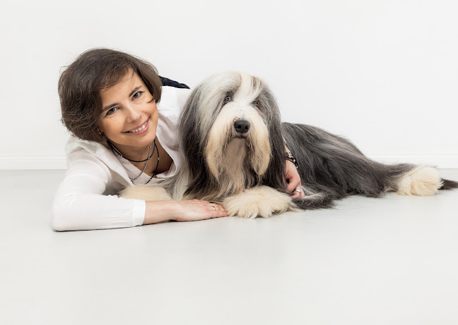 Numer telefony do Shaggy Dog - SPA dla PSA, hotel dla zwierząt, sklep zoo