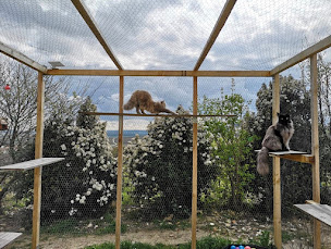 Photo n°15 de Chatterie Midsummer Night - Elevage de Maine Coon LOOF dont des polydactyles à Pargny-lès-Reims (Service d'adoption d'animaux de compagnie)