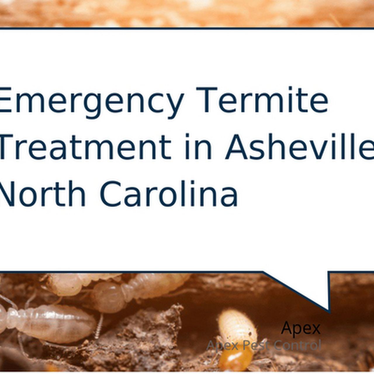 Apex Pest Control Asheville Pest Control Service in Asheville