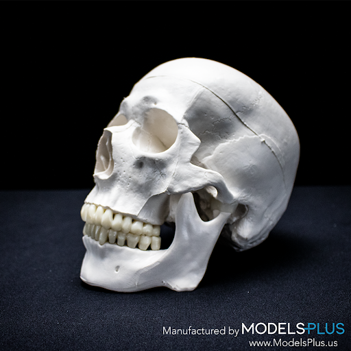 Models Plus, LLC - Visual